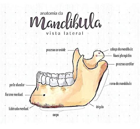 Pin von kellcy.anne Cardoso auf Anatomia | Zahnmedizin, Zahntechnik ...