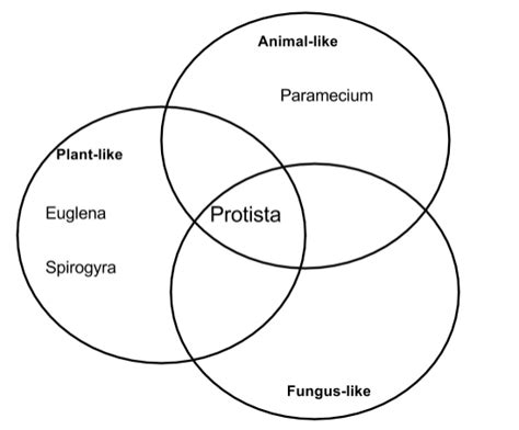 [DIAGRAM] Bacteria Vs Protists Venn Diagram - MYDIAGRAM.ONLINE