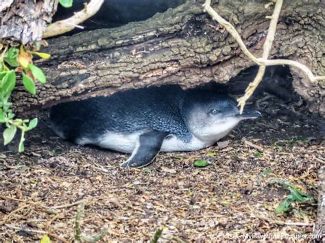 Close encounters with penguins in Tasmania: where and when to go