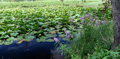 Colorado Lifestyle: Lilly Pad Lake via Meadow Creek