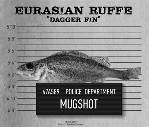 Invasive Species: Eurasian Ruffe | Great Lakes Echo