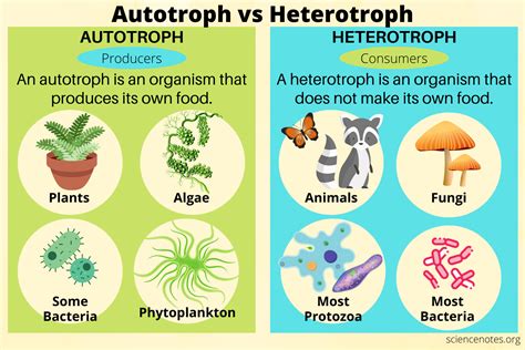 What Is the Main Source of Nutrients for Autotrophs - Phillip-has-Hancock