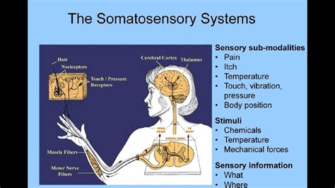 Somatosensory System - YouTube