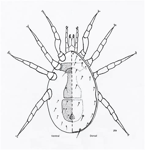 Predatory Mites - Insect Drawings