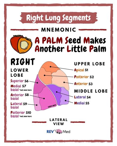 Right Middle Lobe Segments - mapametawan