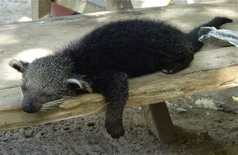 Binturong - Description, Habitat, Image, Diet, and Interesting Facts