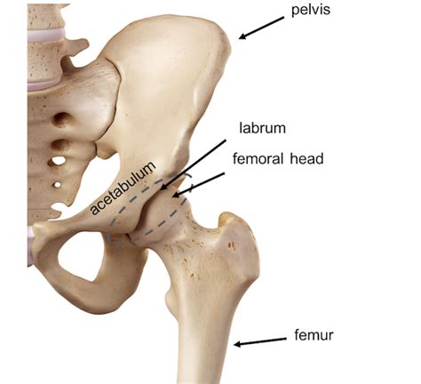 Pelvis Hip Anatomy