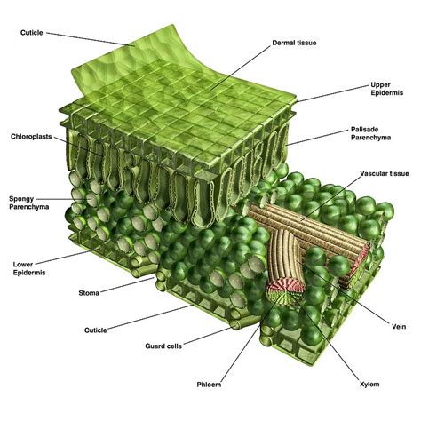 Plant Leaf Cross Section