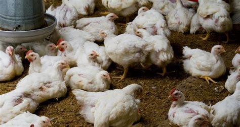 Achieving net zero ambitions as a poultry farmer – NFUonline