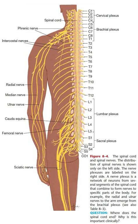 Human Body Back Nerves