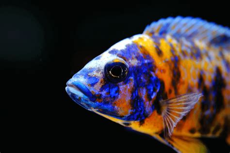 Top 10 Most Beautiful Colorful Fish Types | Cichlids, African cichlids ...