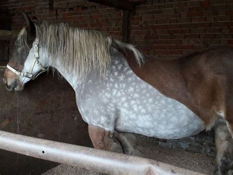 This horses exterior coat is bay but when clipped it is dappled grey ...