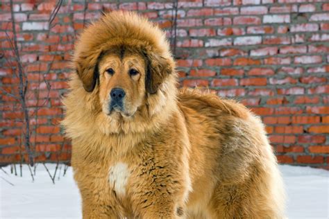 8 Dogs That Look Like Lions | Reader's Digest