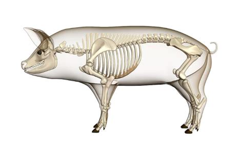 Pig Anatomy and Terminology - Mini Pig Info