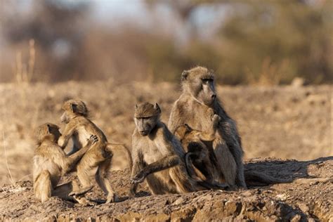 5,292 Chacma Baboon Royalty-Free Photos and Stock Images | Shutterstock