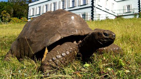 This tortoise is 187 years old! | Guinness World Records