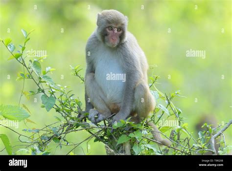 Kaziranga national park monkey hi-res stock photography and images - Alamy