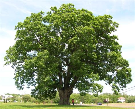 White Oak Tree Seedlings for Planting - 1 Yr Old Seedlings of Quercus ...