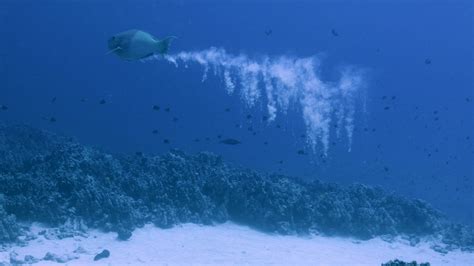 4 cool things about parrotfish — Cameron E. Gerhold | audio & visual artist