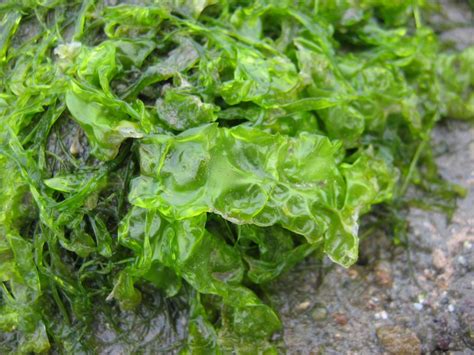 Sea Lettuce – Edibility, Identification, Distribution – Galloway Wild Foods