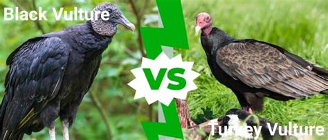 Black Vulture vs Turkey Vulture: The Main Differences Explained - IMP WORLD