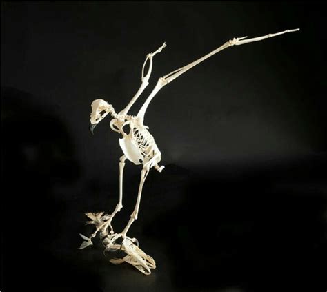 Hawk skeleton | Animal skeletons, Skeleton anatomy, Skeleton drawings