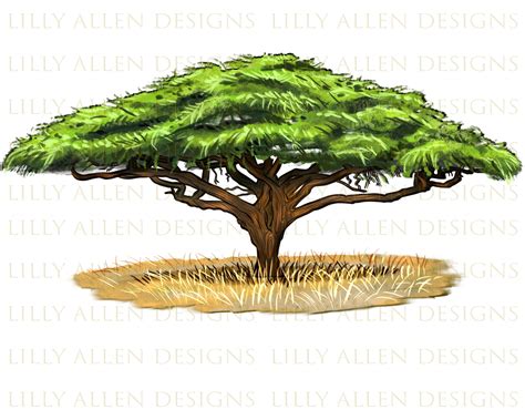 Acacia Tree Illustrations Png Digital Download,acacia Tree Png,acacia ...