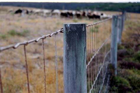 Horse Fencing: 5 Best Options For Horse Farms