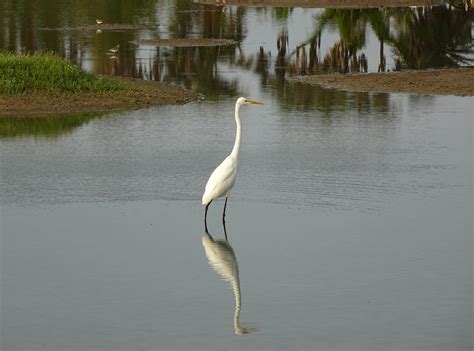 Egret Bird Animal Great - Free photo on Pixabay