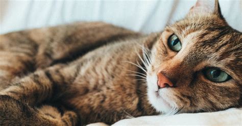 What is Feline Leukemia and how can it be… | FirstVet