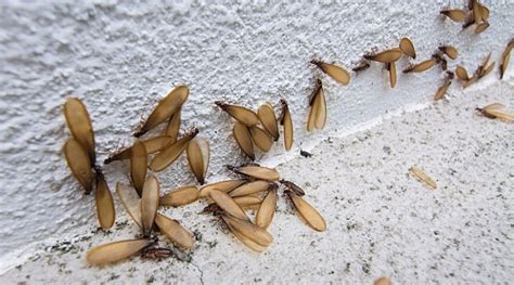 When Do Termites Swarm in San Antonio - Affordable, Effective Pest ...