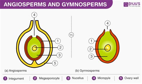 Gymnosperms And Angiosperms Worksheet Answers - Ivuyteq