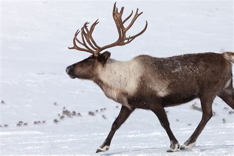 Reindeer Caribou