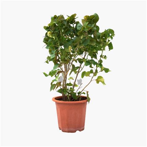 Acalypha wilkesiana – blozem