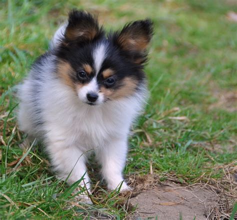 Papillon Dog Breed - Pictures, Information, Temperament ...