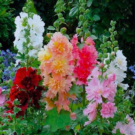 How To Grow Hollyhock From Seeds