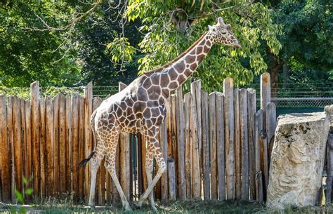 Giraffe Day at Zoo Boise, Zoo Boise, June 21 2023 | AllEvents.in