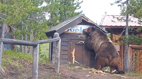 Photos show impressive size of grizzly bears