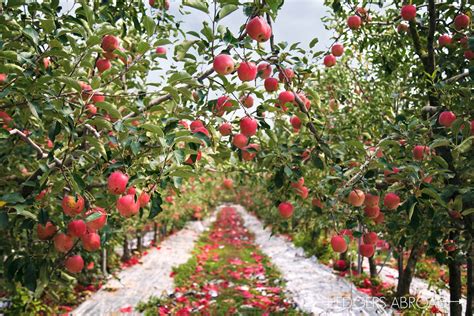 Korea Apple Orchard Photo Shoot - Hedgers Abroad