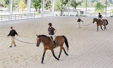 Going Round and Round - Improve Your Riding with Longe Lessons | Expert ...