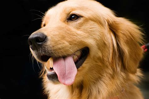 Golden Retriever Dog Breed » Information, Pictures, & More