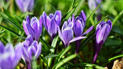 Purple Crocus | Wallpaper earth, Windows wallpaper, Wallpaper