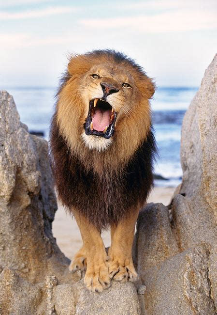 African Male Lion Roaring