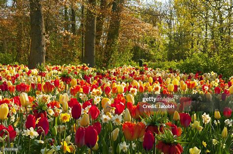 Spring Flowers In A Park High-Res Stock Photo - Getty Images