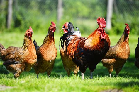 Keeping Chooks — Permaculture Northern Beaches