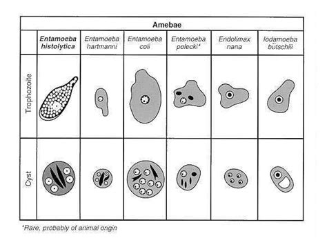 Endolimax Nana Life Cycle