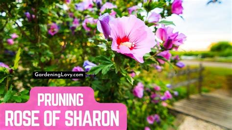 How To Prune Rose Of Sharon From Bushes To Trees: 12 Steps