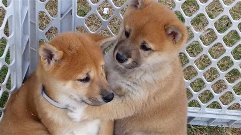 How Much Are Shiba Inu Puppies Usa | PETSIDI