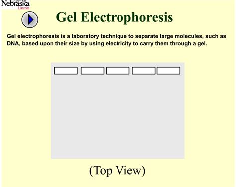 Gel Electrophoresis Principles and Applications – Plant Breeding and ...