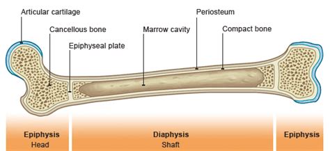 per 2 lab table 8 physio blab